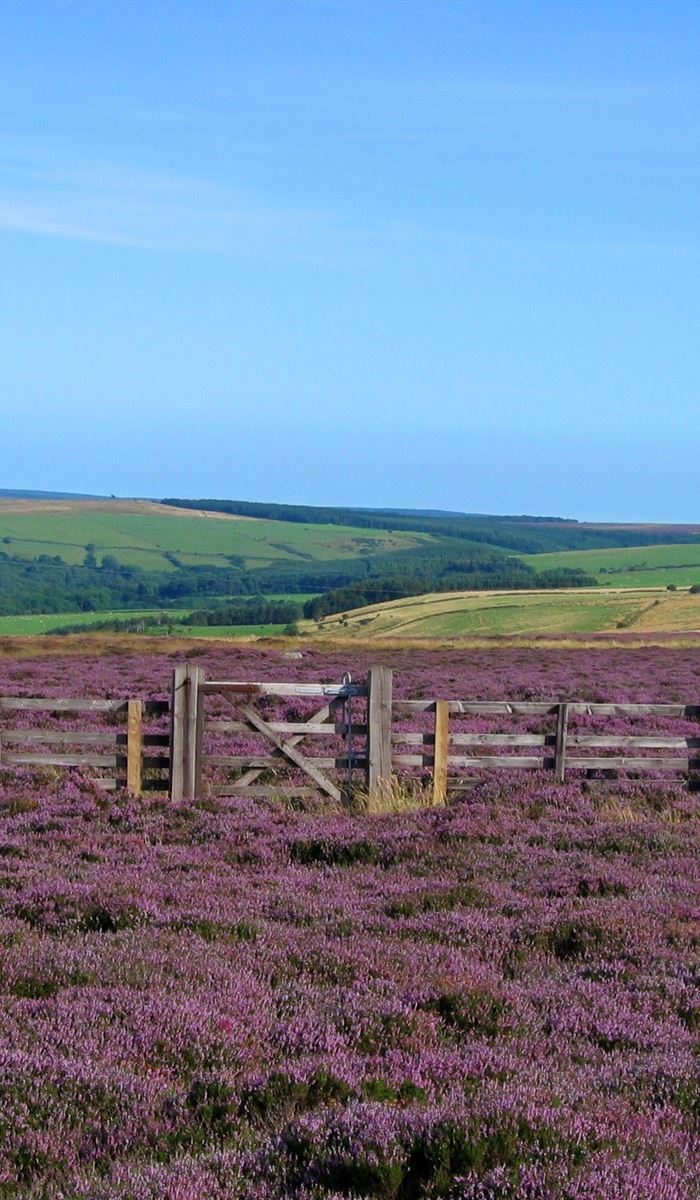Inspirational North Yorkshire Moors walks you should try