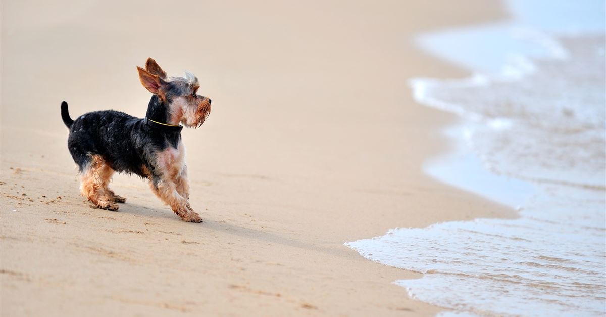 beaches that allow dogs near me where to find the most friendly beaches in dorset beaches that allow dogs near me where to find the most friendly beaches in dorset