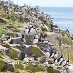 farne islands boat trips prices the six best places to see welsh wildlife farne islands boat trips prices the six best places to see welsh wildlife