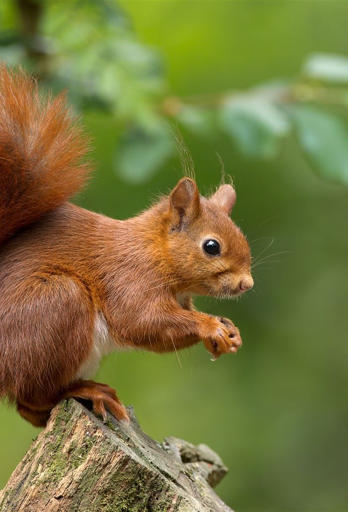 Why are red squirrels endangered and where to see them 