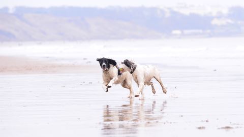 Dog Friendly B B Yorkshire Wolds Dog Friendly B B Yorkshire Wolds