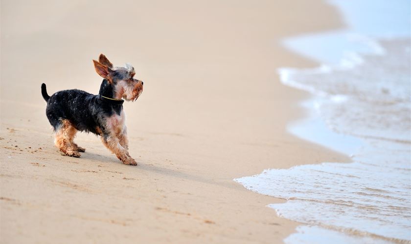 Best Dog Friendly Campsites In Dorset Best Dog Friendly Campsites In Dorset